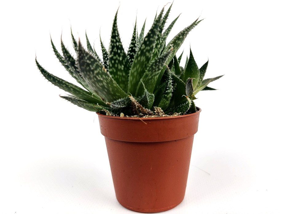 aloe aristata 1 aloe aristata 1