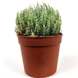 aloe aristata