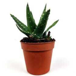 aloe brevifolia