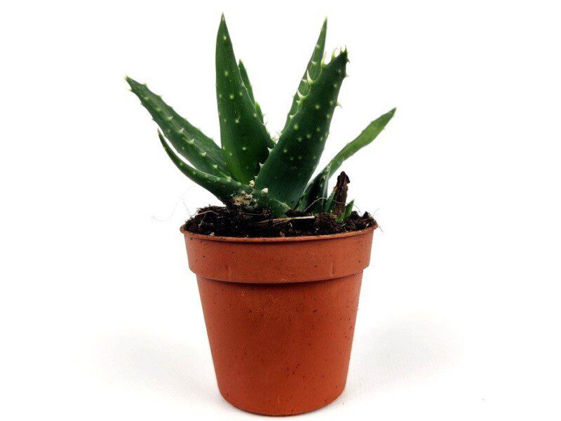 aloe brevifolia aloe brevifolia