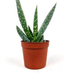 aloe maculata