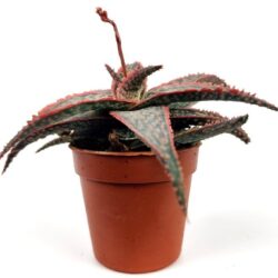 aloe maculata christmas carol