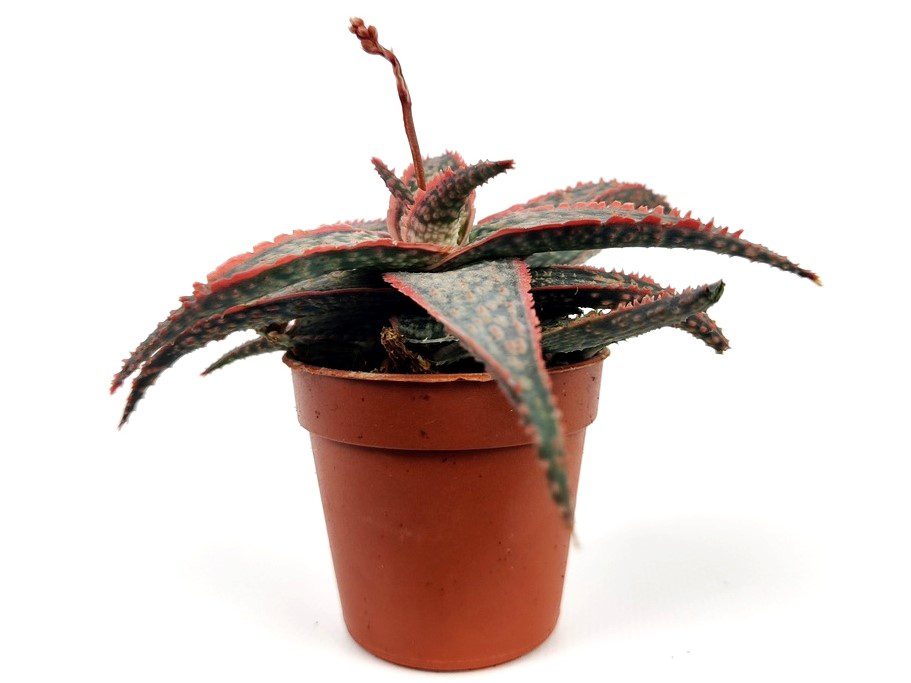 aloe maculata christmas carol aloe maculata christmas carol