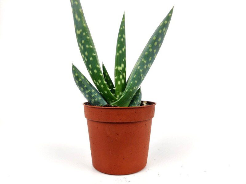 aloe maculata aloe maculata