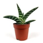 aloe variegata