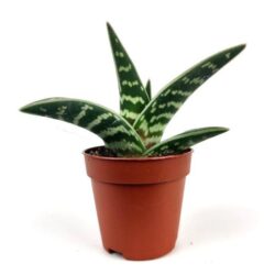 aloe variegata