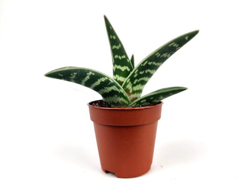 aloe variegata aloe variegata