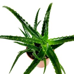 aloe vera 2