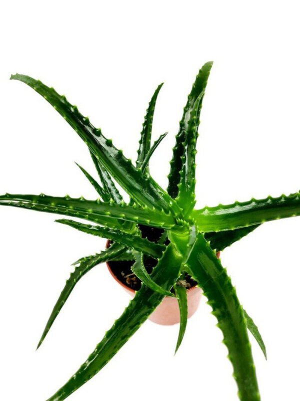 aloe vera 2