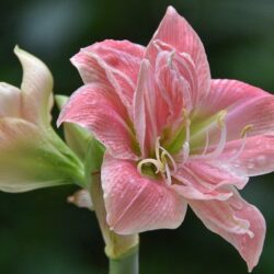 amaryllis belladonna 1