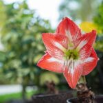 amaryllis ginevra 1