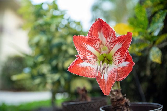 amaryllis ginevra 1 amaryllis ginevra 1