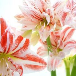 amaryllis host 1