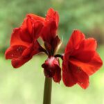 amaryllis scarlet 1