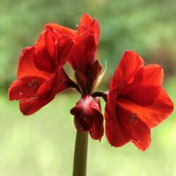 amaryllis scarlet 1
