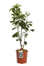 amelanchier alnifolia obelisk 2