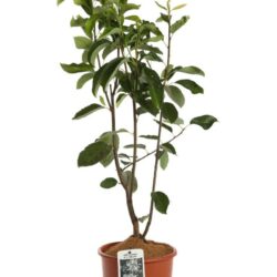 amelanchier alnifolia obelisk 2