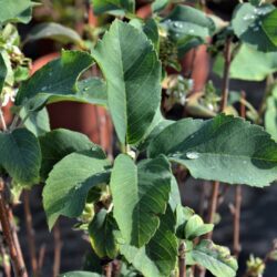 amelanchier alnifolia obelisk