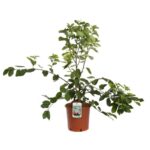 amelanchier ballerina 2