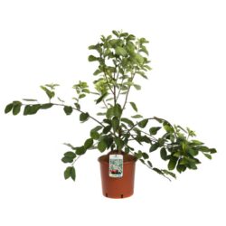 amelanchier ballerina 2