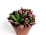 anacampseros rufescens f. variegata 2