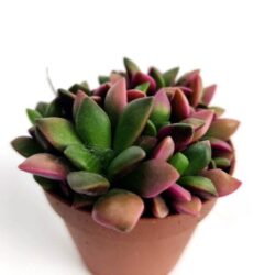 anacampseros rufescens f. variegata 2