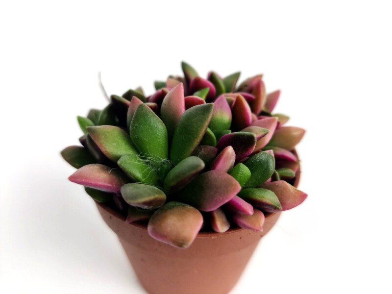 anacampseros rufescens f. variegata 2