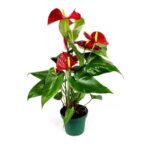 anthurium andreanum anturio 2