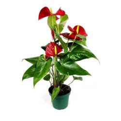 anthurium andreanum anturio 2