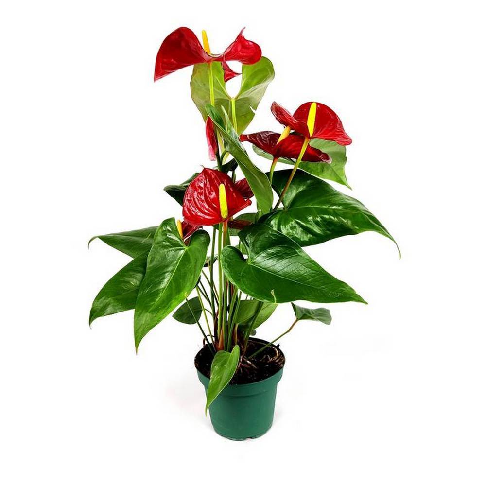 anthurium andreanum anturio 2 anthurium andreanum anturio 2