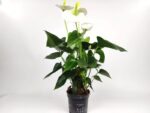 anthurium andreanum sierra white anturio 1
