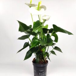 anthurium andreanum sierra white anturio 1