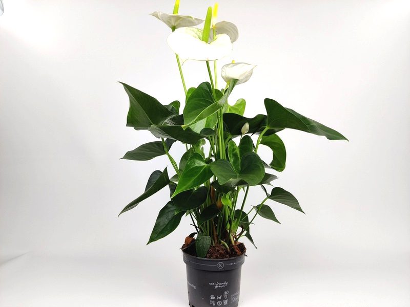 anthurium andreanum sierra white anturio 1