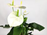anthurium andreanum sierra white anturio