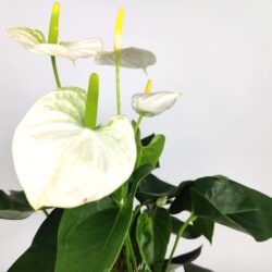 anthurium andreanum sierra white anturio