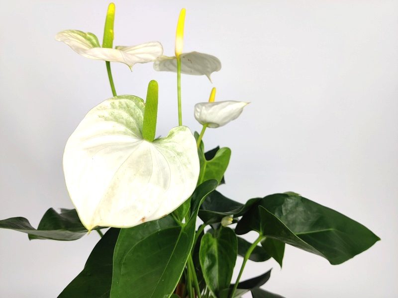 anthurium andreanum sierra white anturio