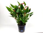 anthurium million flower anturio 1