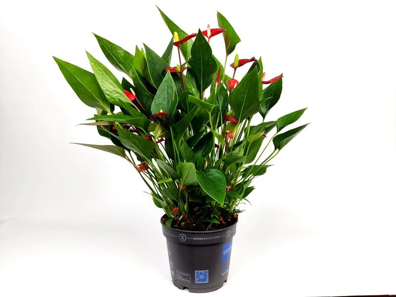 anthurium million flower anturio 1 anthurium million flower anturio 1
