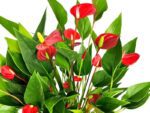 anthurium million flower anturio