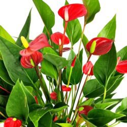 anthurium million flower anturio