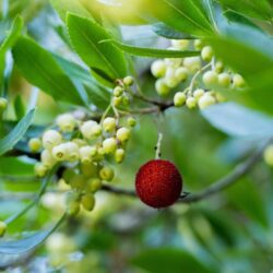 arbutus unedo atlantic corbezzolo