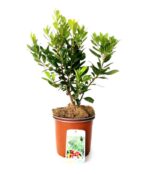 arbutus unedo atlantic corbezzolo 3