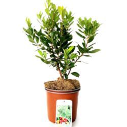 arbutus unedo atlantic corbezzolo 3