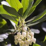 arbutus unedo compacta corbezzolo