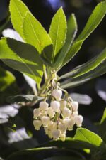 arbutus unedo compacta corbezzolo