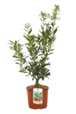 arbutus unedo compacta corbezzolo 2