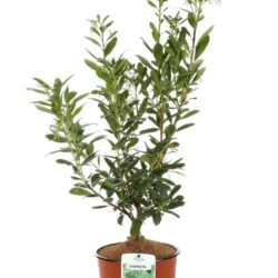 arbutus unedo compacta corbezzolo 2