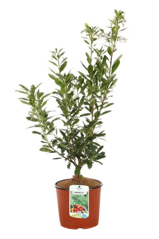 arbutus unedo compacta corbezzolo 2