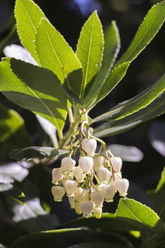 arbutus unedo compacta corbezzolo