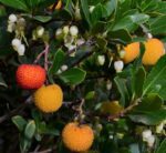 arbutus unedo corbezzolo 1